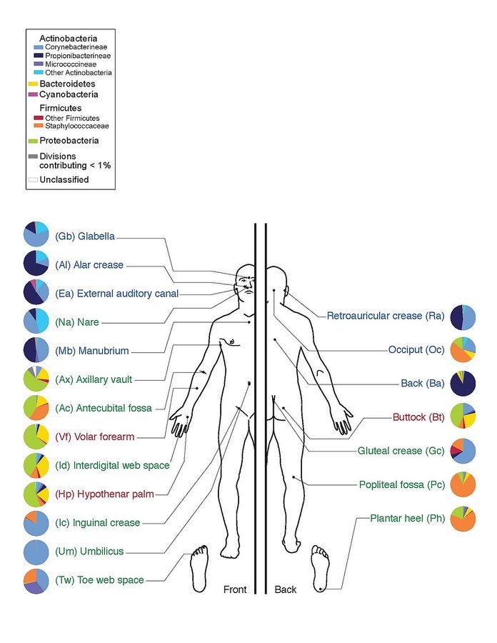 Antifungal therapy alters gut microbiome and eases inflammatory bowel disease activity