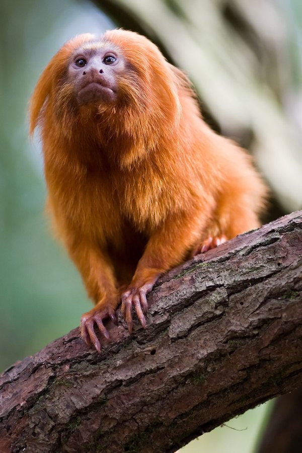 Conservationist Tullis Matson Honoured for Freezing Cells of Endangered Animals
