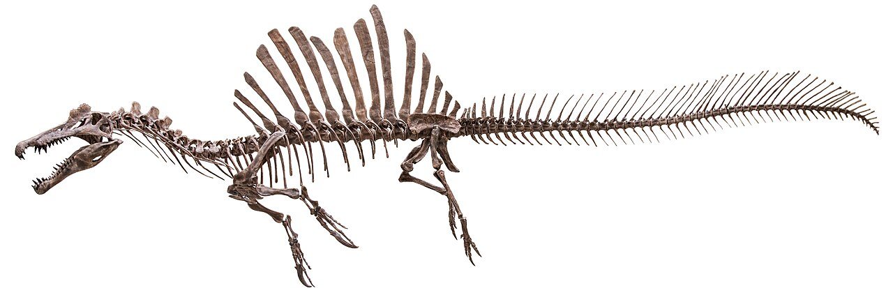 Spinosaurus Likely Spent Most of Its Life Underwater, Yale Study Finds