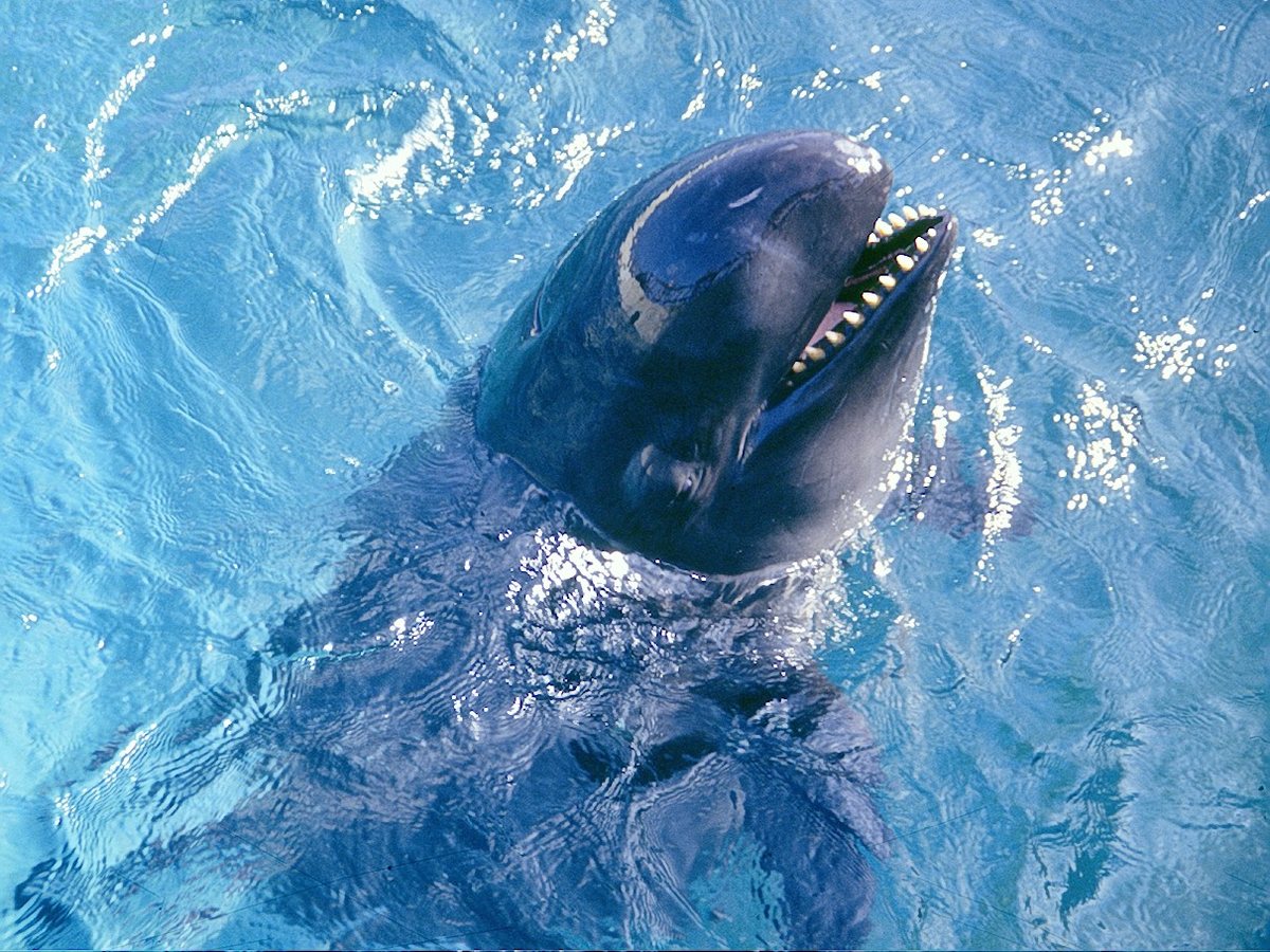 Orcas Show Coordinated Hunting and Social Intelligence in New Wildlife Footage