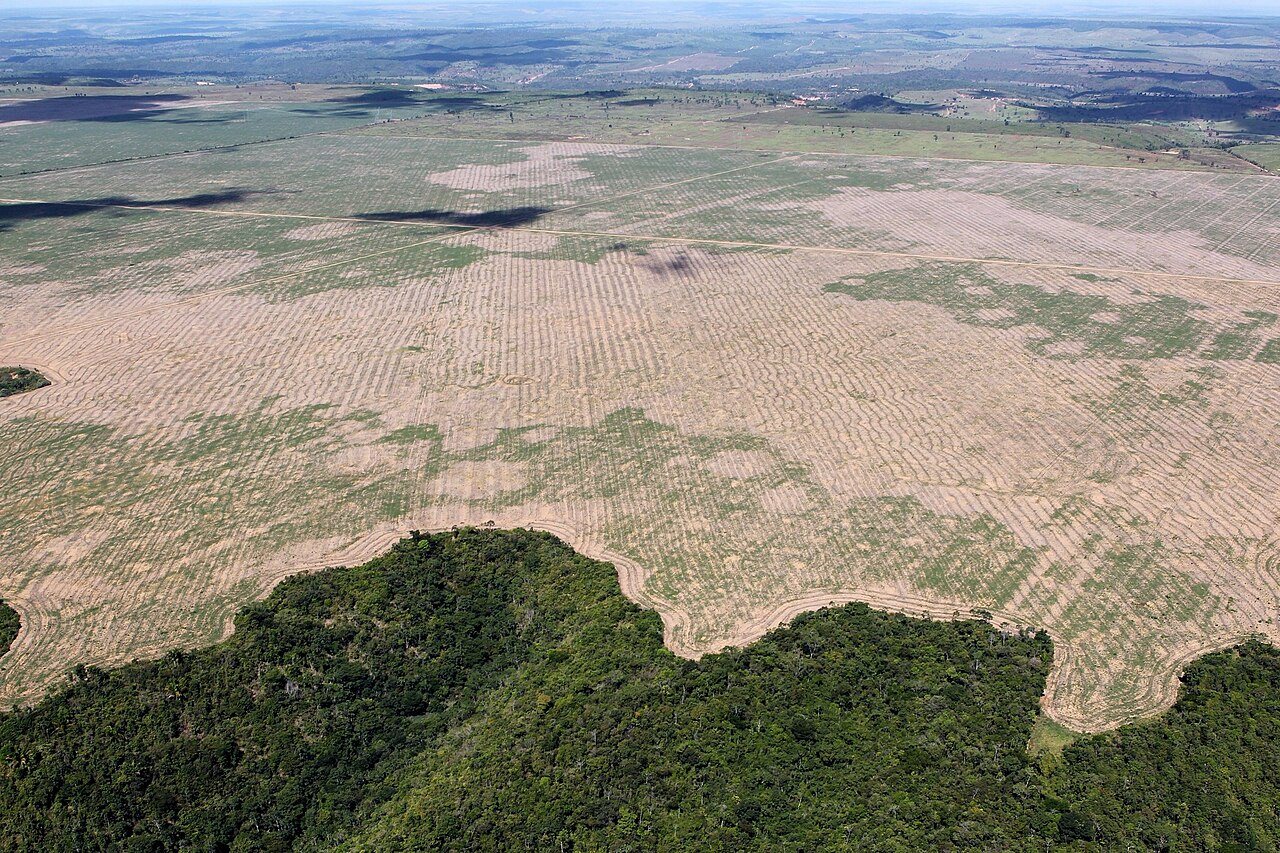 Brazil Reports Record Drop in Amazon Deforestation Ahead of Presidential Runoff