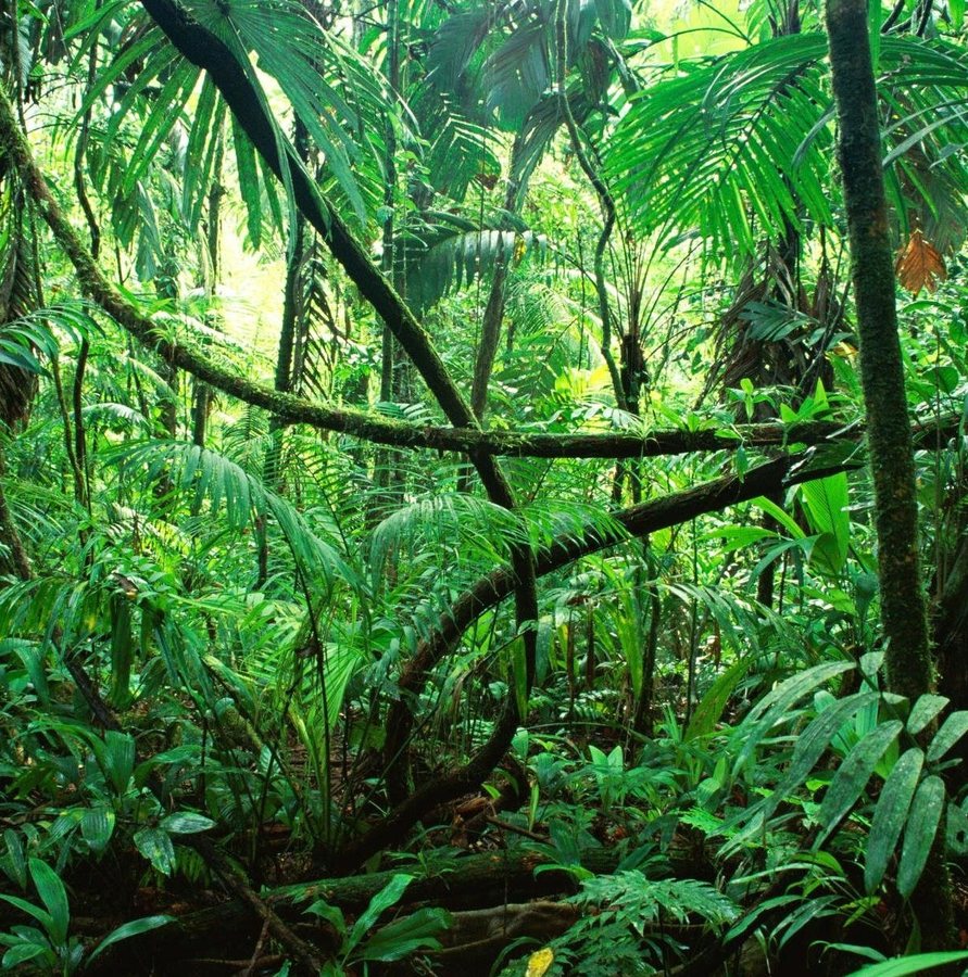 Seven new frog species discovered beneath Madagascar’s forest floor
