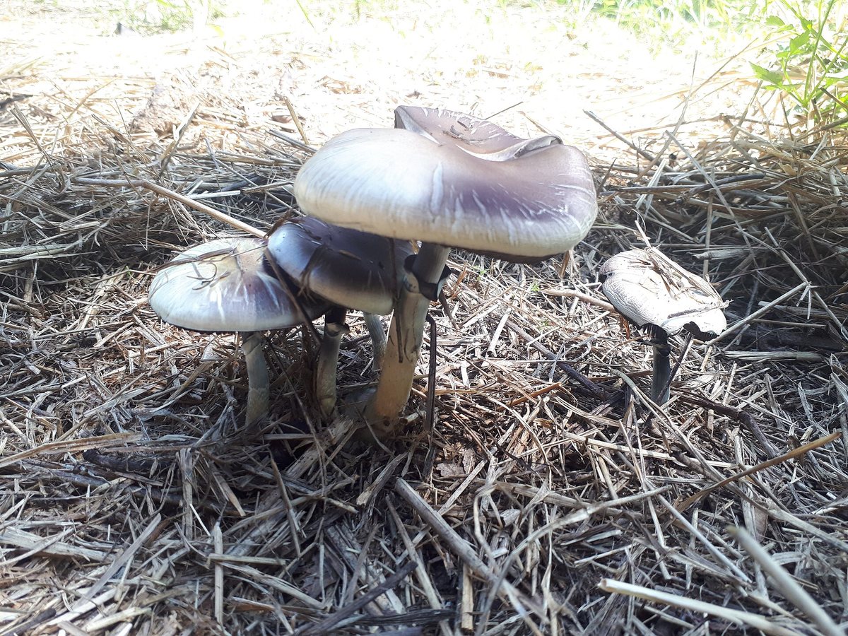Psilocybin Prevents Chemotherapy Nerve Damage in Mouse Study