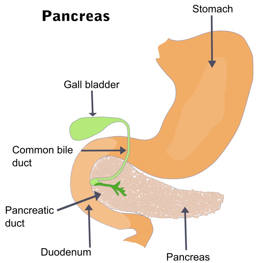 Trastuzumab and Nivolumab Combo Shows Encouraging Response in HER2-Positive Biliary Tract Cancer