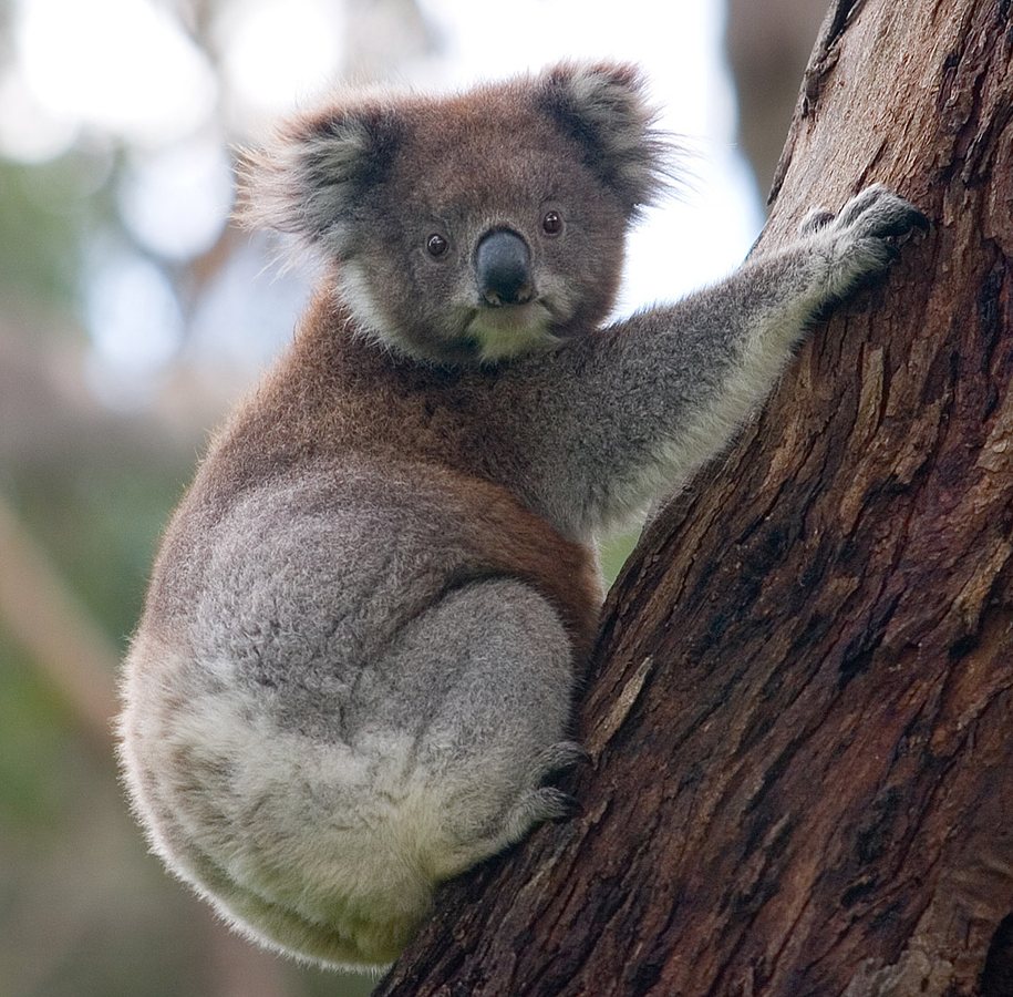 NSW approves Great Koala National Park with carbon credits, splitting environmental groups