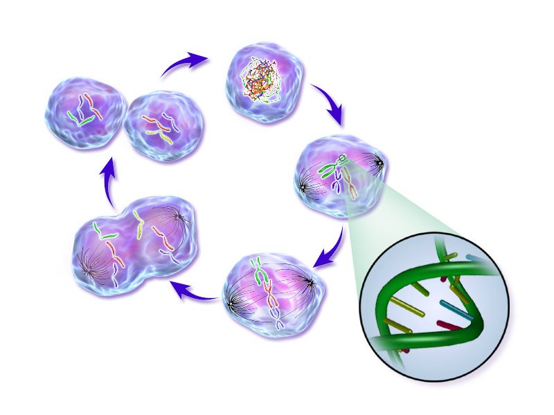 Scientists identify protein that blocks nerve repair after injury