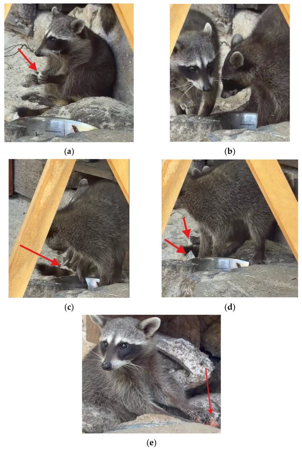 Pygmy Raccoons Turned Beach Trash Into Paper Toys