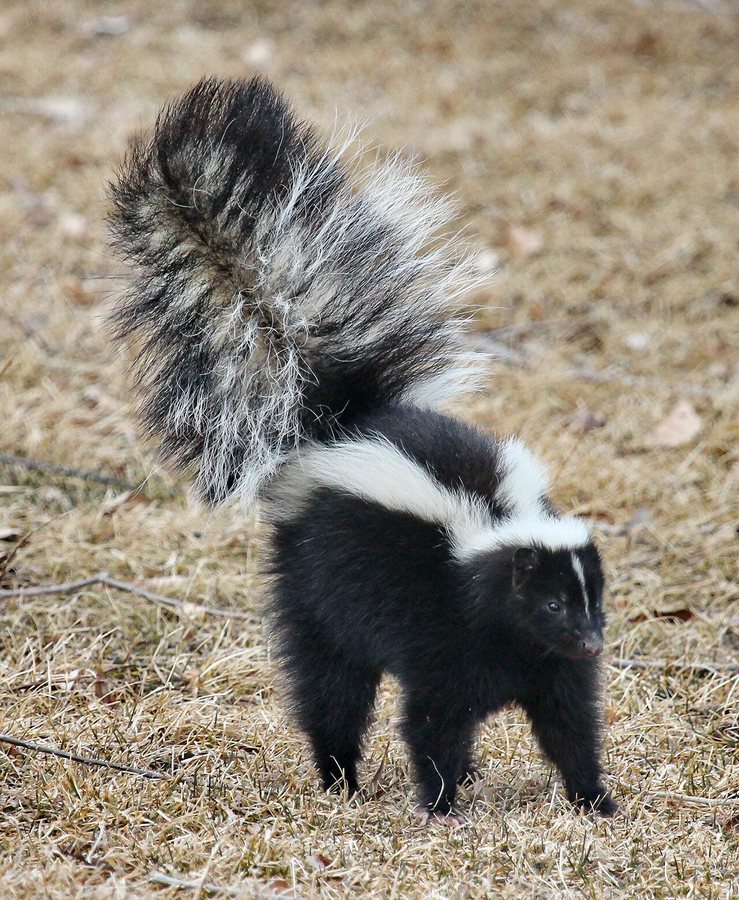 Skunk Stomp Is a Warning, Not a Dance