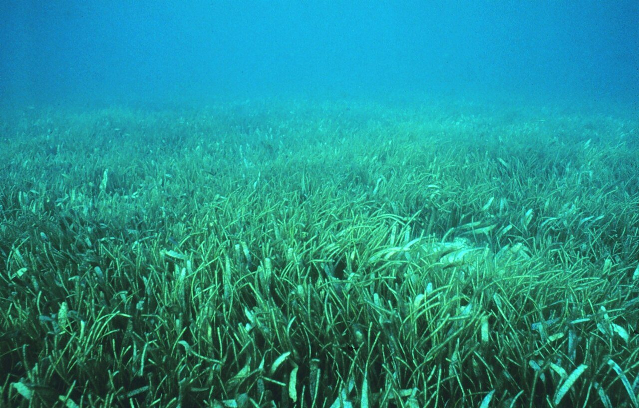 Seagrass meadows in the Bahamas reveal a vital habitat under threat