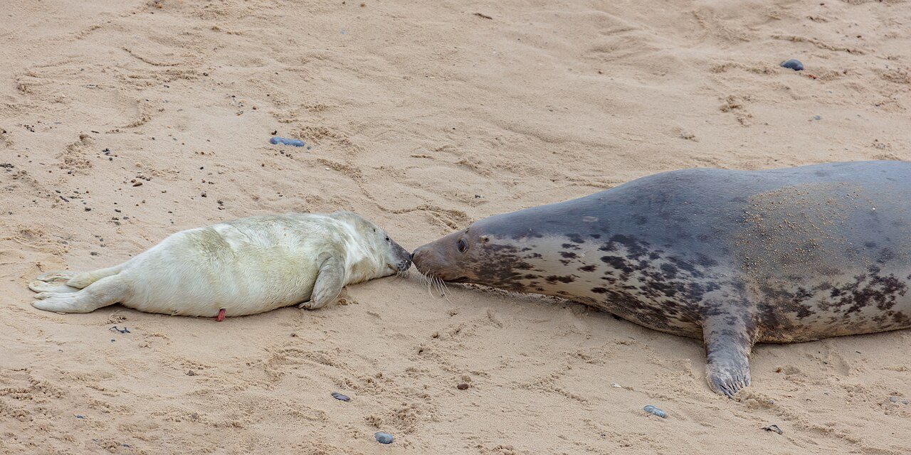 Two Grey Seal Pups Recorded at South Walney for 12th Consecutive Year