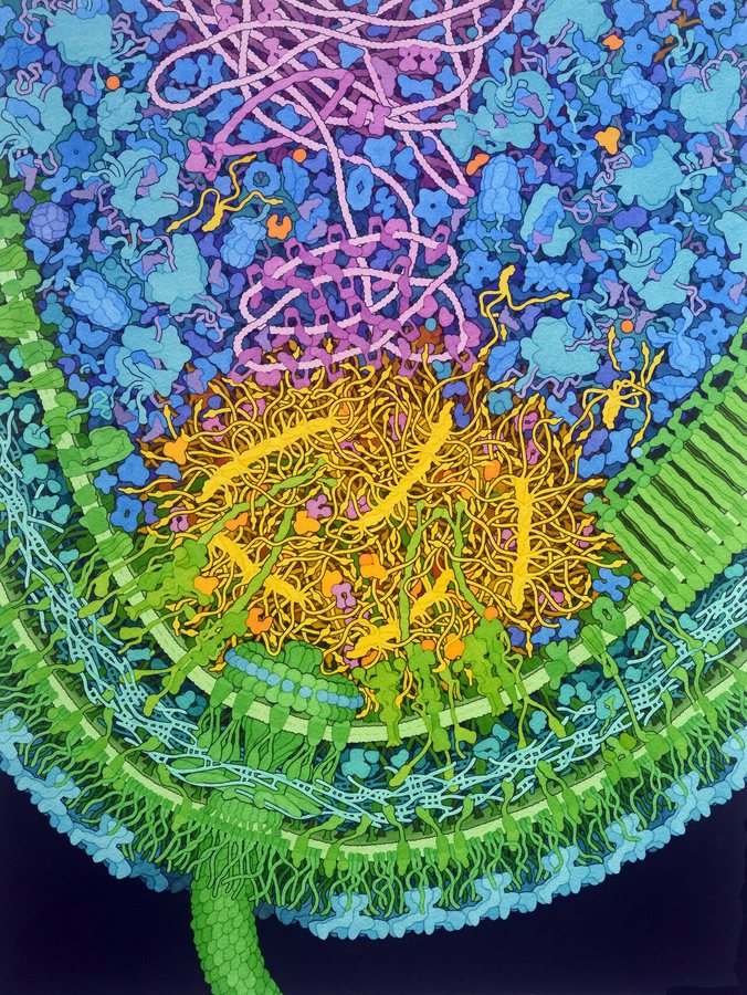 Scientists Find Cells That Survive Programmed Death and Rebuild Damaged Tissue