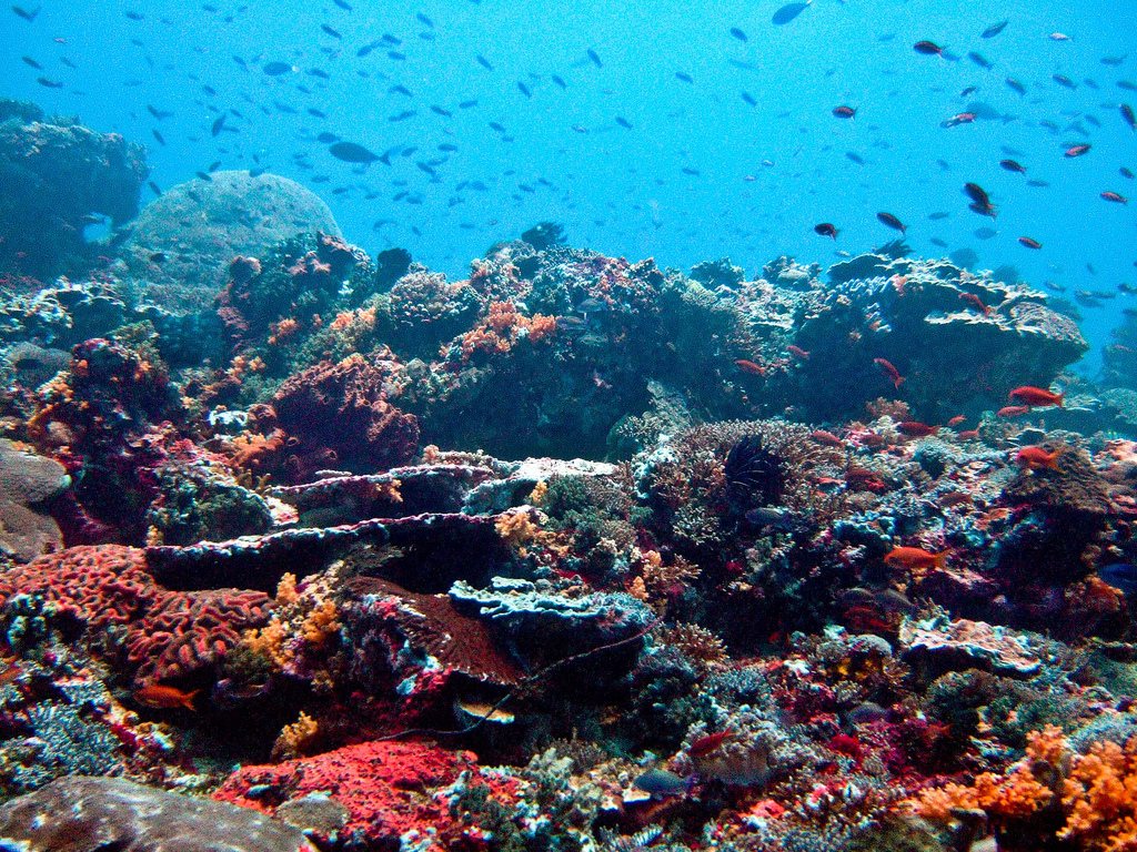 1,000-year coral record links stronger El Niños to climate change