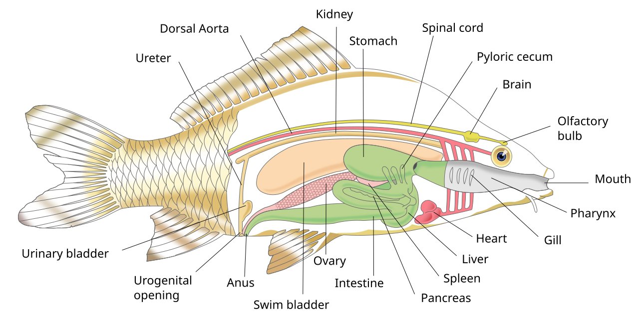 Scientists identify brain circuit that can shut down chronic nerve pain