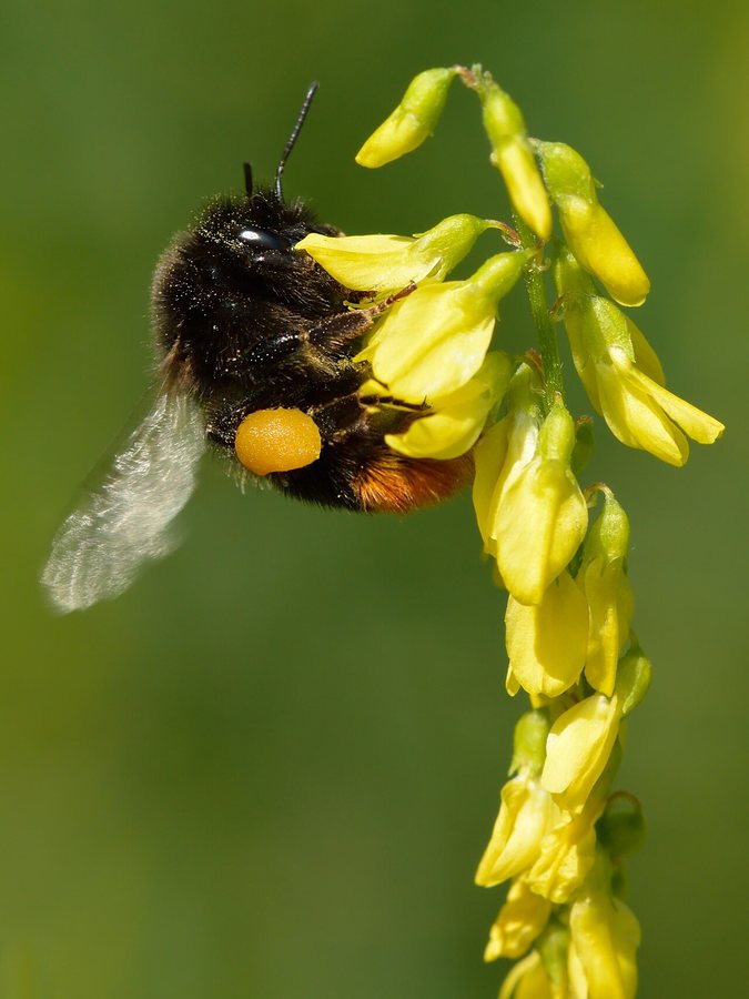Bumblebee Project Aims to Save Rare Moss Carder Species