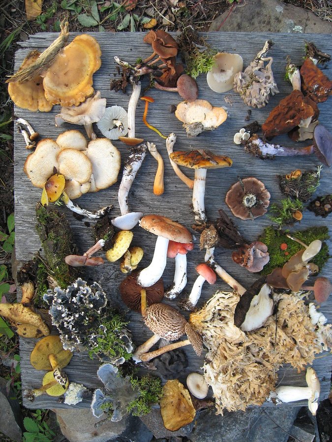 Biodiversity Loss and Climate Change Must Be Tackled Together, Conservationists Say