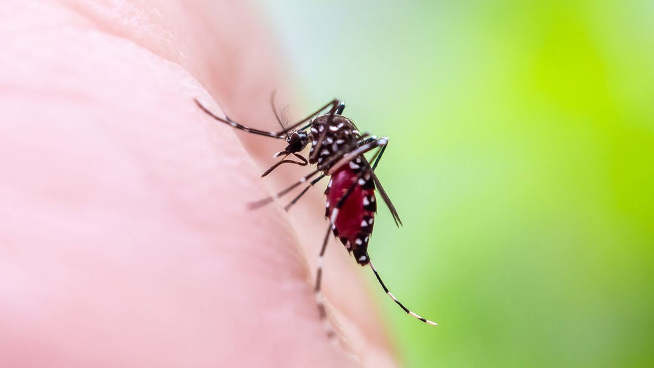Climate change could drive yellow fever reemergence in the US, experts warn