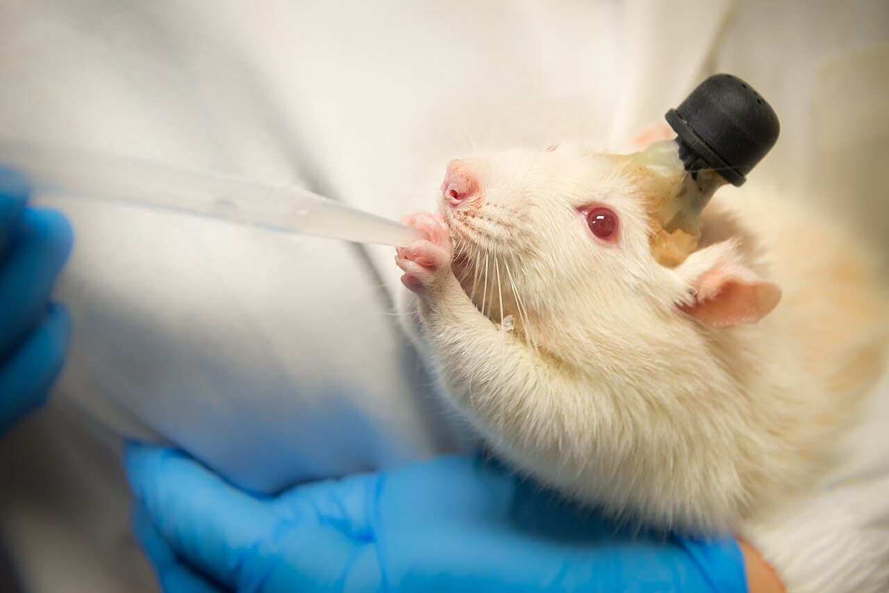 Brain Implant Lets Paralysed People Speak and Gesture Simultaneously