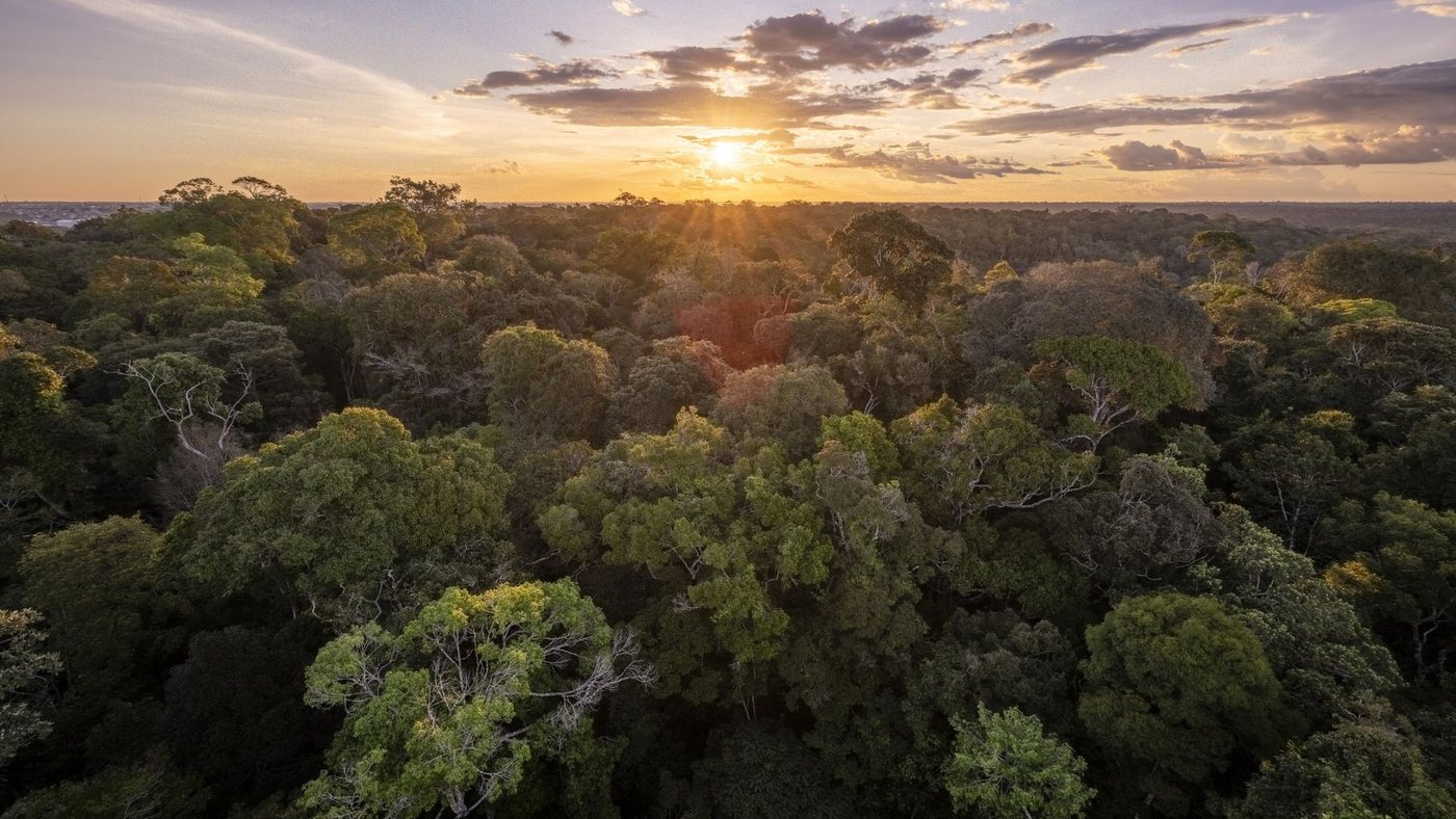 El Niño, Climate Change and Crime Push Amazon Rainforest Toward Tipping Point