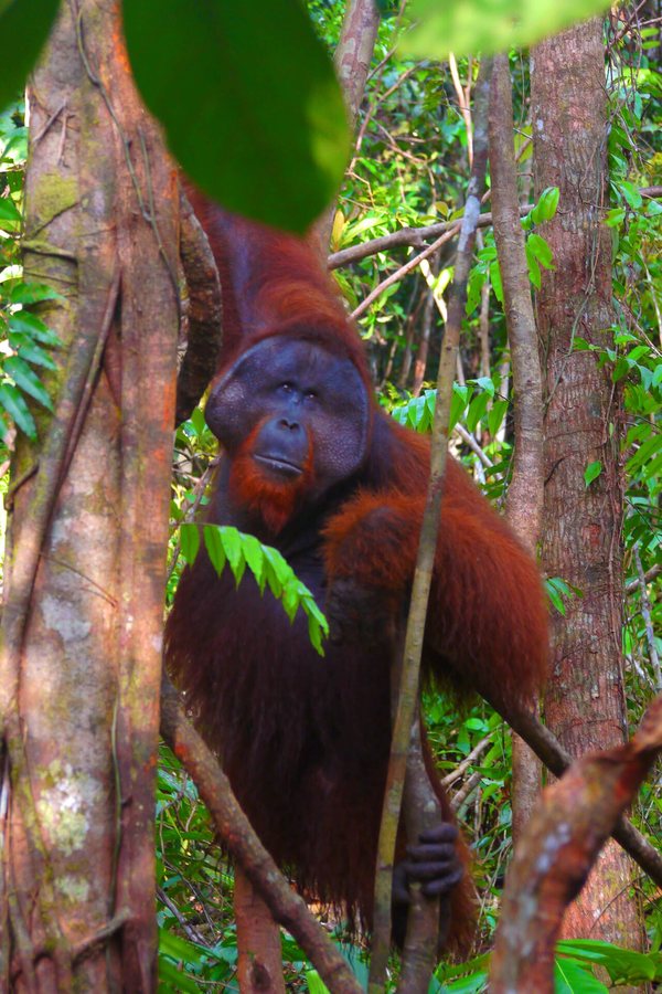 El Niño Wildfires Devastate Indonesia's Orangutan Population