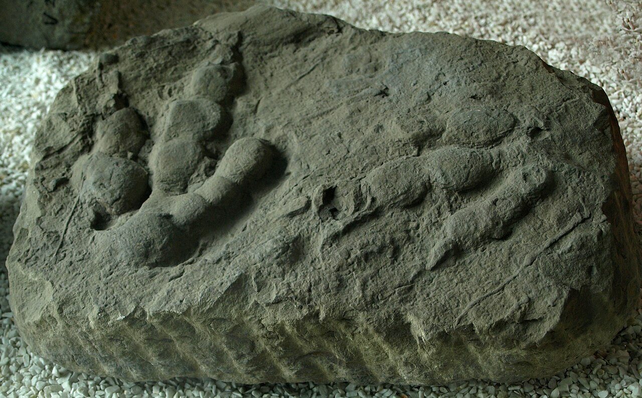 Monkey foot flexibility challenges assumptions about human evolution