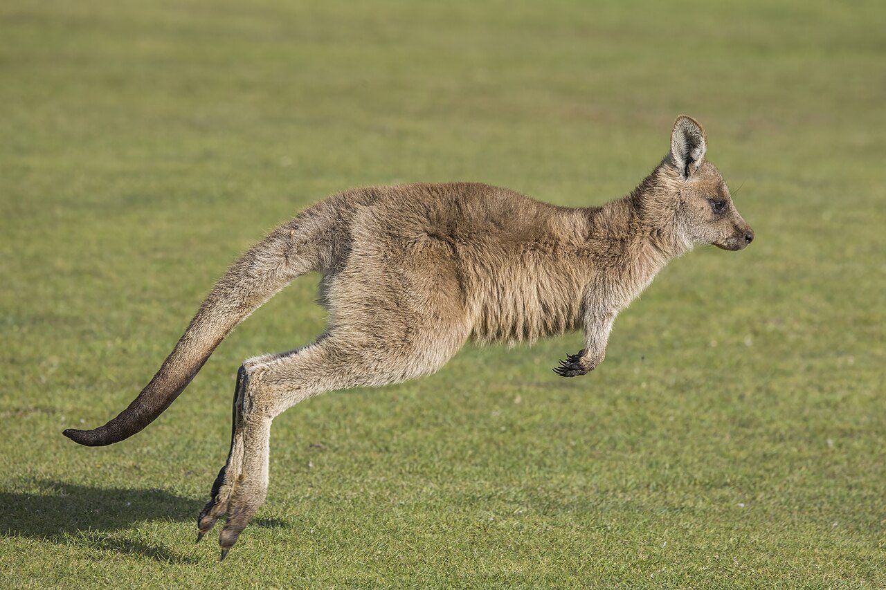 Why kangaroos hop: energy efficiency drives the iconic gait