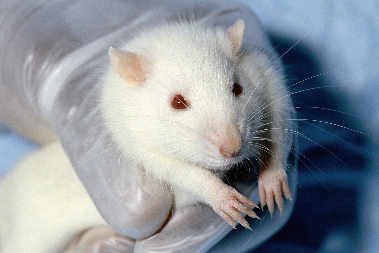Scientists Push Back as Governments Set Timelines to End Animal Testing