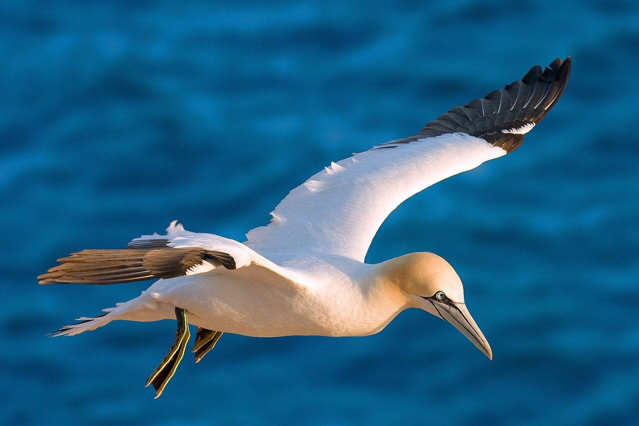 Gannet Dive Photo Wins Bird Photographer of the Year