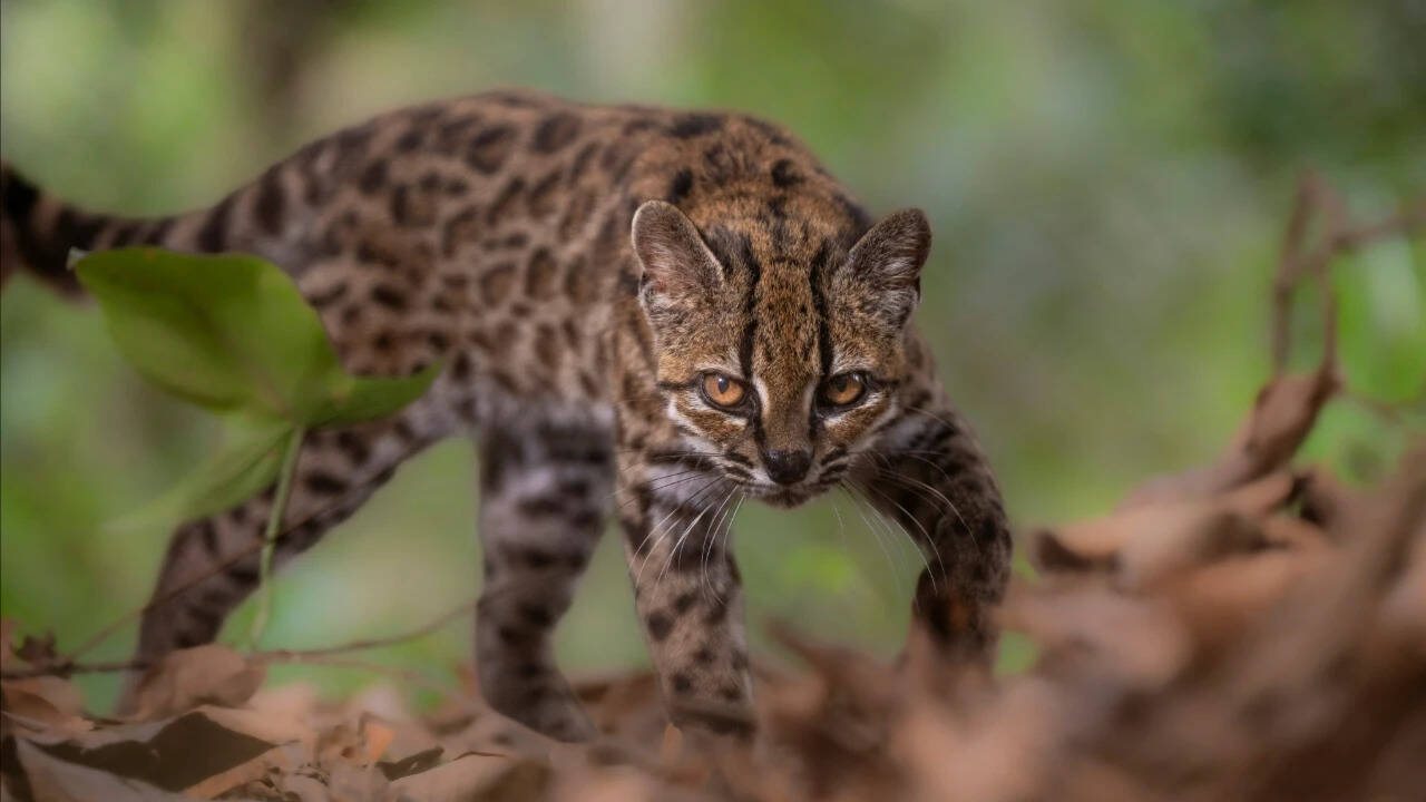 New Wild Cat Species Identified in Bolivia's Cloud Forests