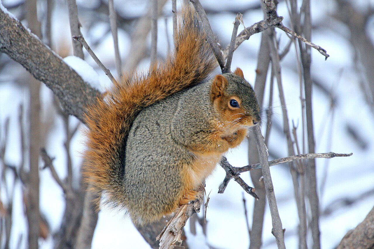 Squirrels Enter Autumn Burying Season as They Cache Food for Winter