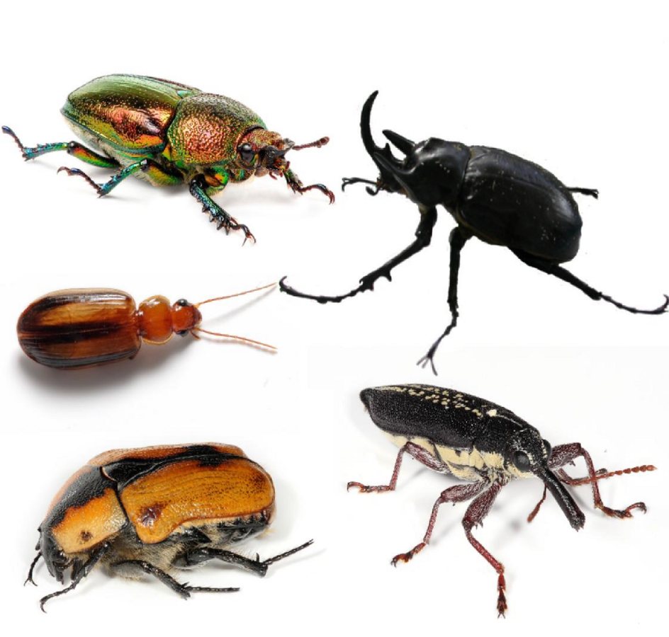 Beetles' Dazzling Diversity: From Jewel-Like Shine to Near-Invisibility