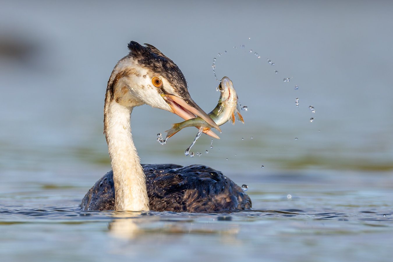 Restored Cheshire wetland becomes UK's top breeding site for rare black-necked grebe