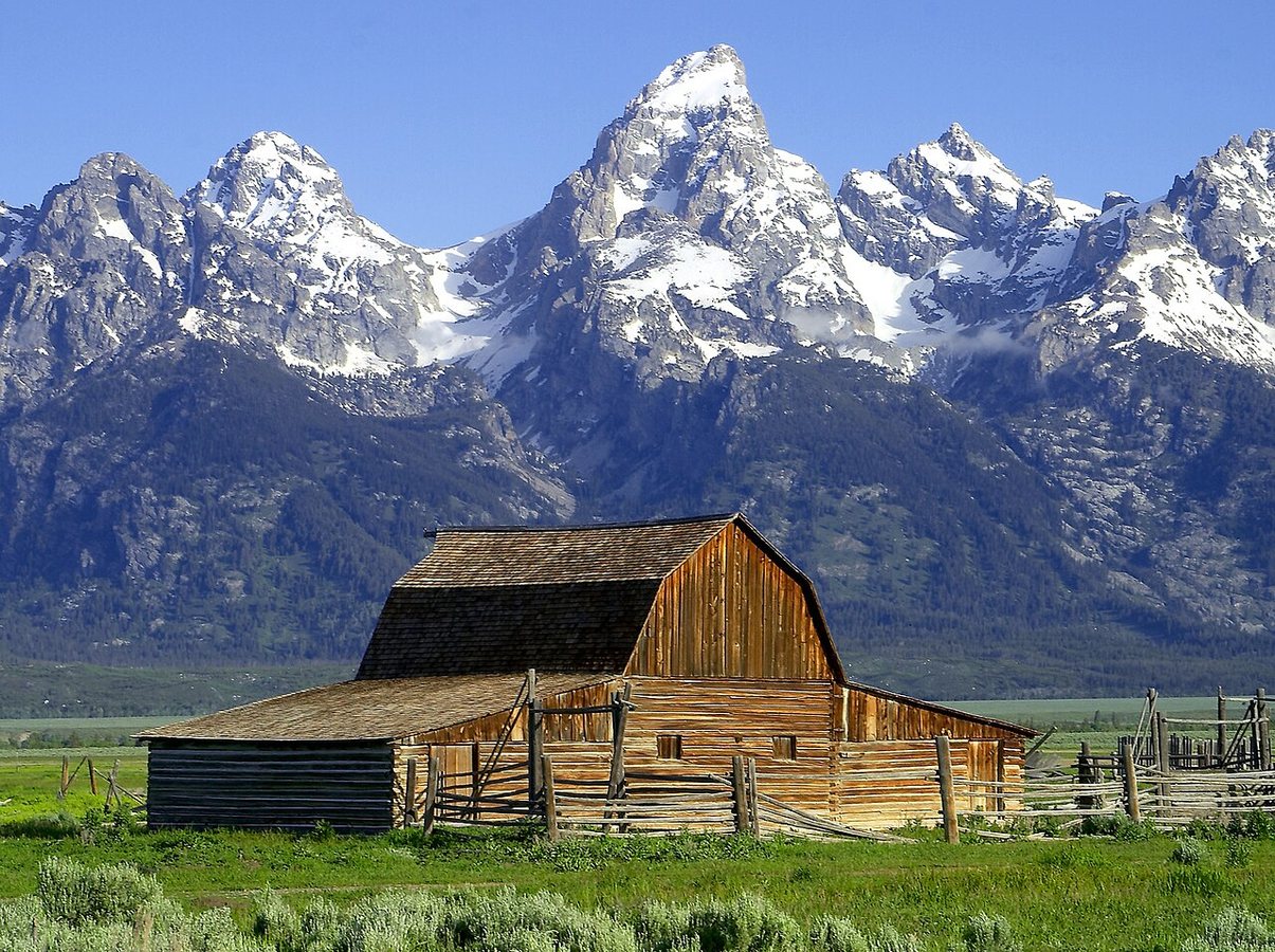 «Bear Jam» Traffic in Grand Teton Poses Hidden Risks to Wildlife and Visitors