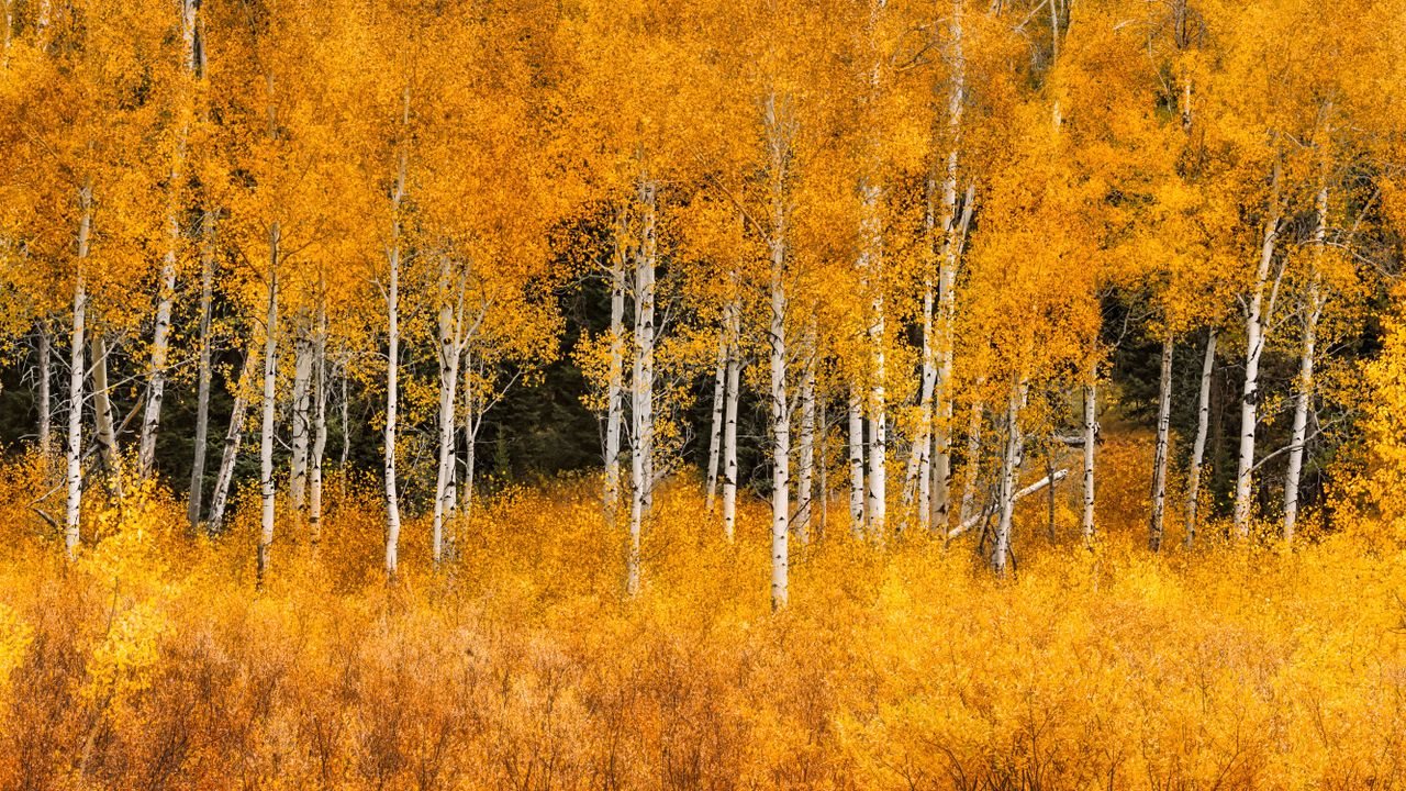 Aspens Create Natural Firebreaks as Wildfire Seasons Intensify, Study Finds