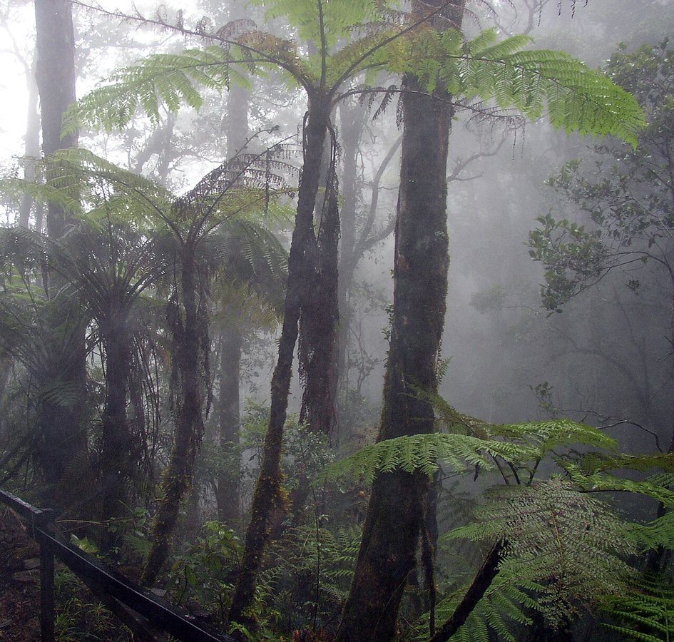 Jocotoco Antpitta Discovery in Ecuador Led to a Global Conservation Model