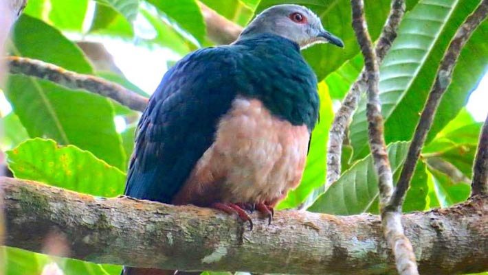 New Imperial Pigeon Species Identified on Remote Philippine Island