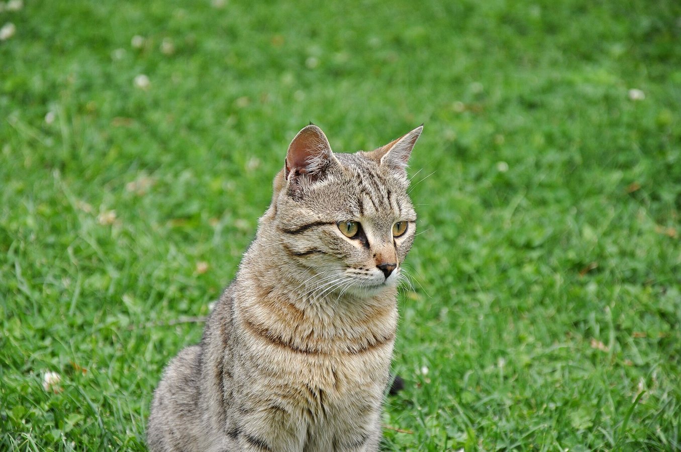 New Cat Species Named in Bolivia, First in a Century