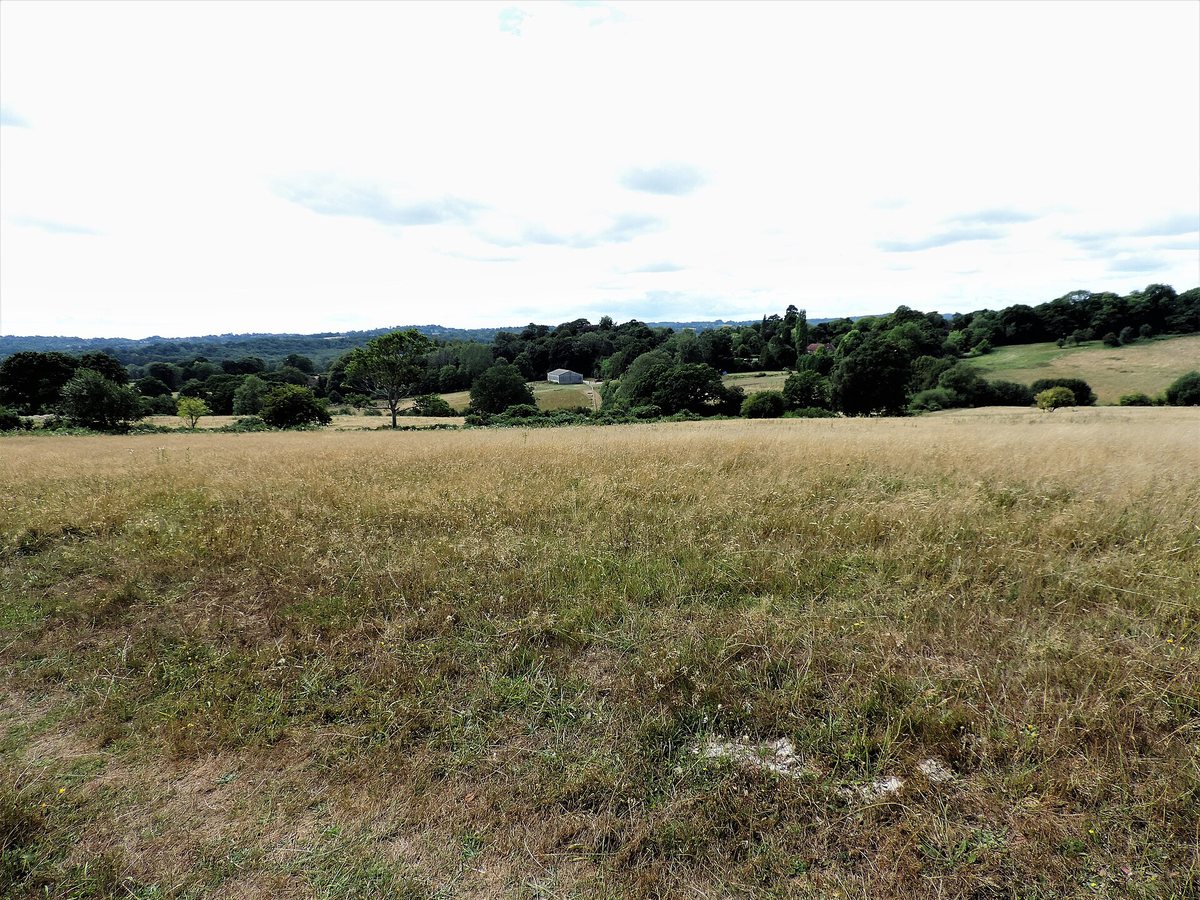 Heatwaves and closer monitoring reveal rare species in UK nature reserves