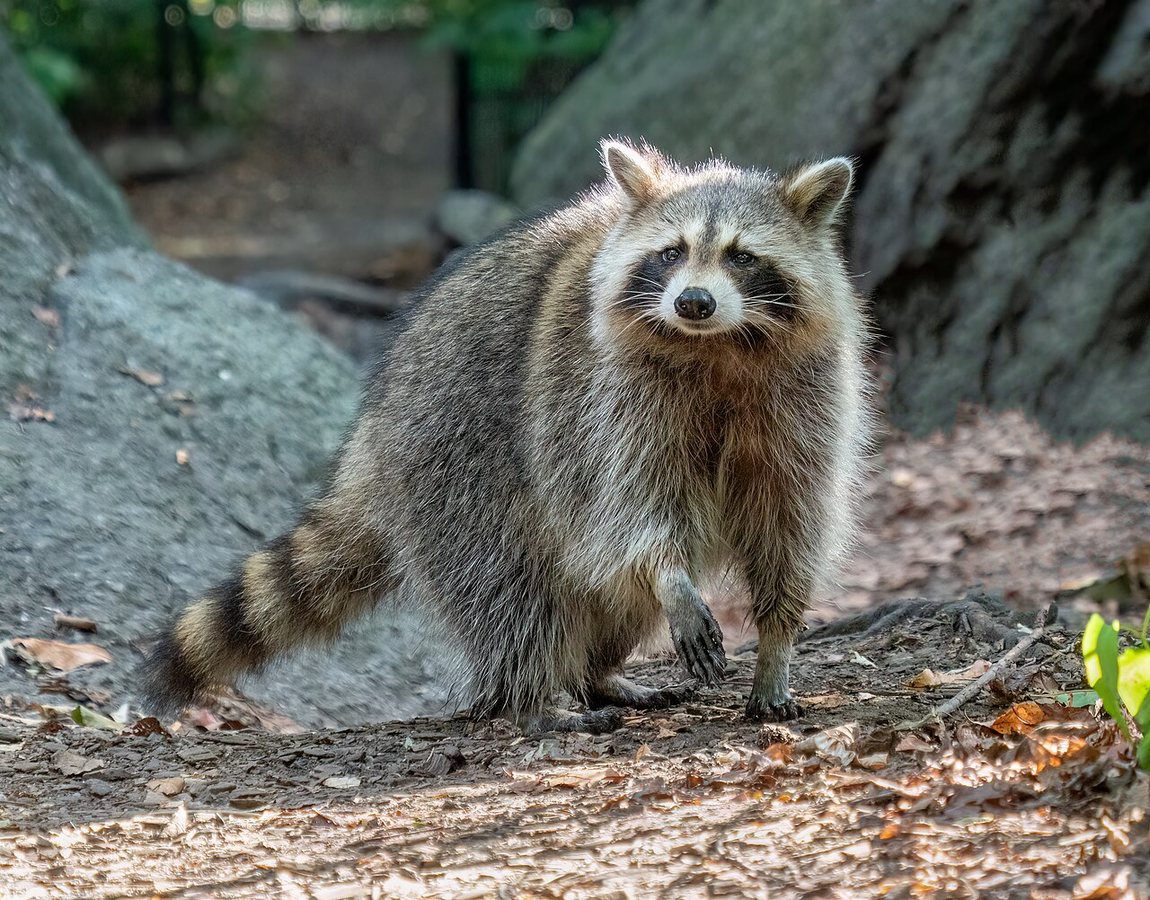 Raccoons as Pets? Experts Weigh In on the Wild Animal Debate
