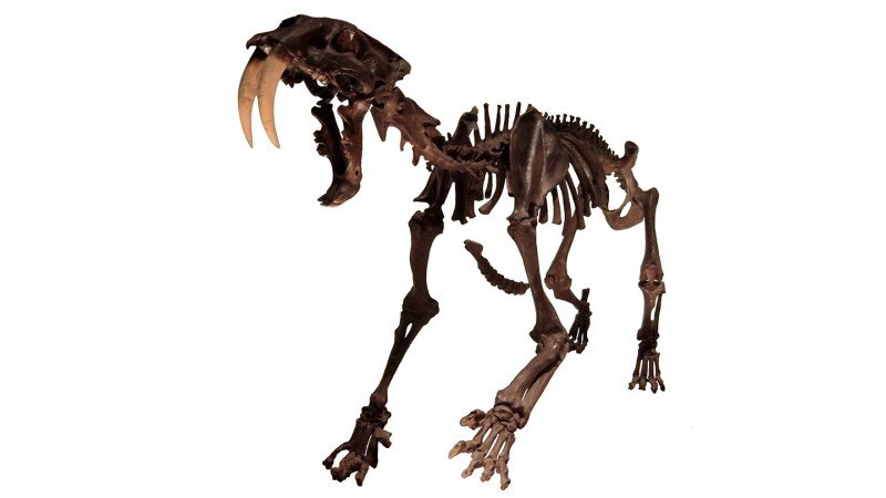 Saber-Toothed Cat Spines Reveal Signs of Inbreeding Before Extinction