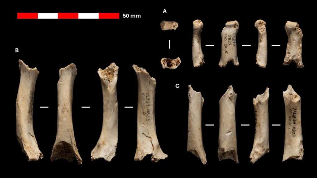 Neanderthal Hand Bones Dated to 46,000 Years Found in Spanish Cave