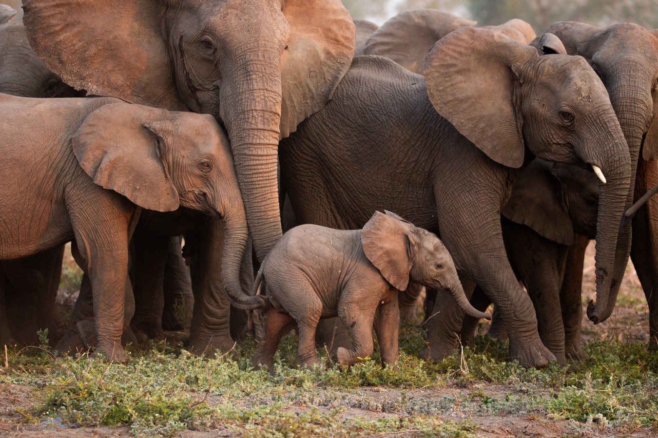 Elephants Harmonize Rumbles to Coordinate Group Activities, Study Finds