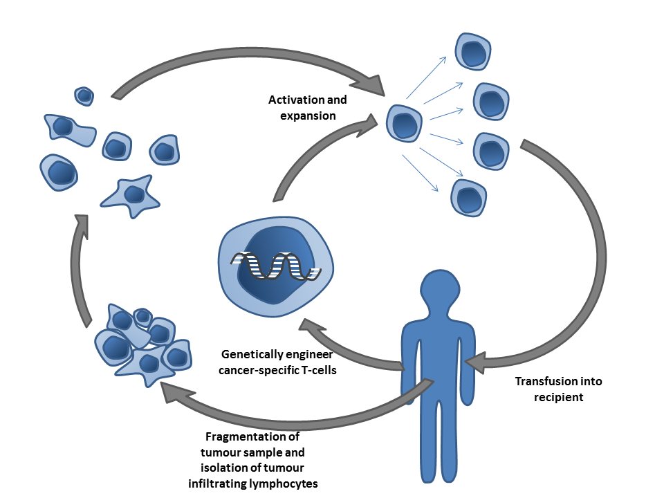 T Cell Profile in CAR T Products Predicts Lymphoma Response, Study Finds