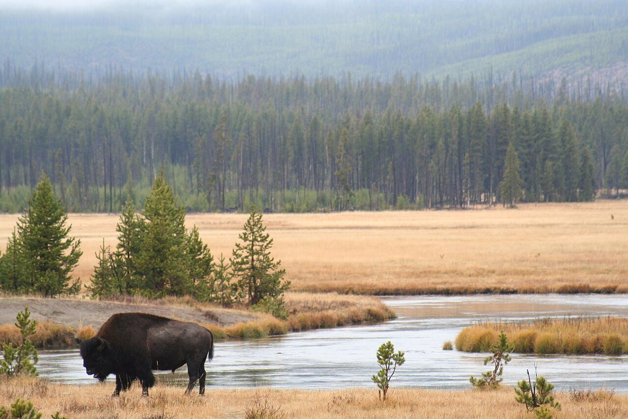 Drones and AI Take On Wildlife Conservation