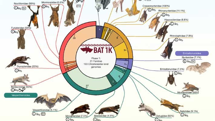 Bats Originated in Europe, Genetic and Fossil Evidence Suggests