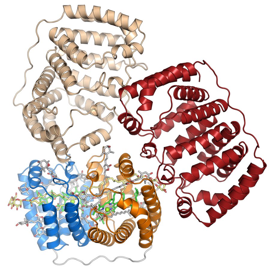 Ultrafast X-rays reveal how nature moves energy so efficiently