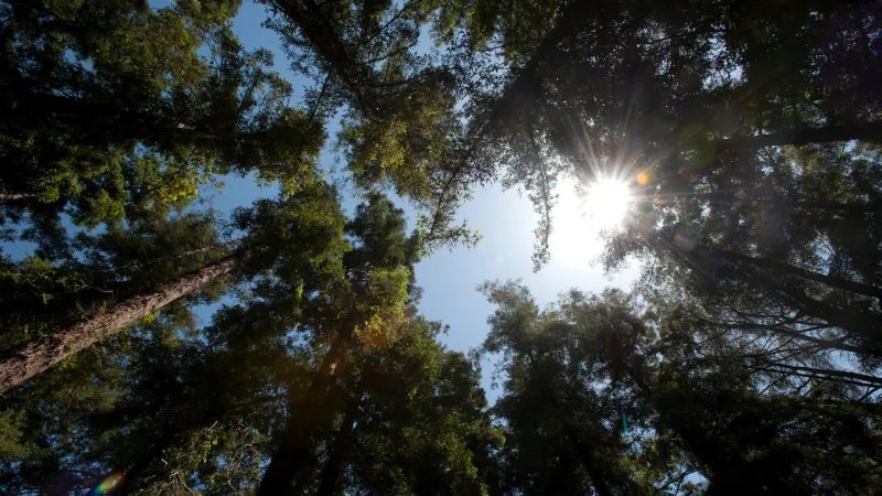 Heat Waves Slow Photosynthesis in Coast Redwoods, Study Finds