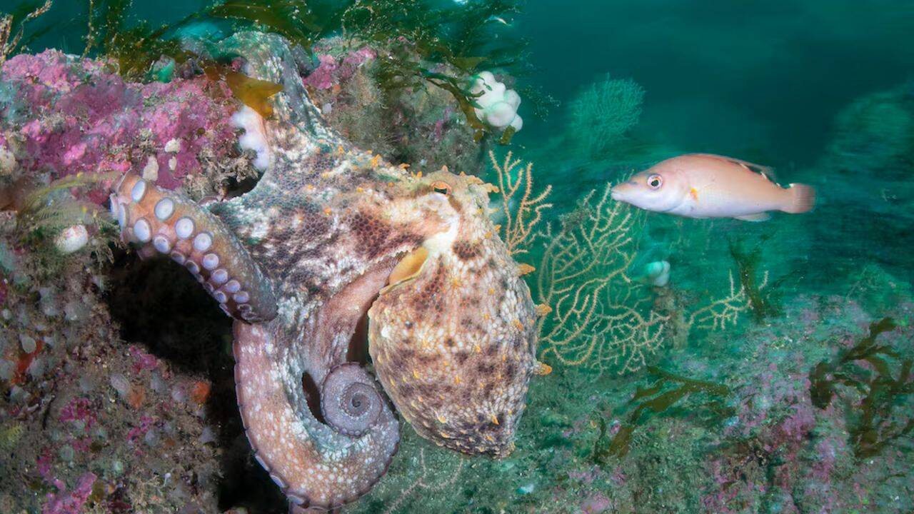 Europe's Seas Hit Record Summer Heat as Kelp Forests Vanish and Octopus Numbers Surge