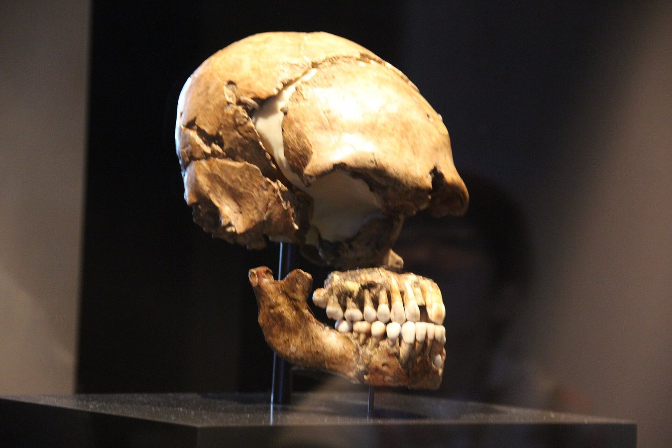 TRACE Finds Ghost Hominin Ancestry Without Ancient Reference Genomes