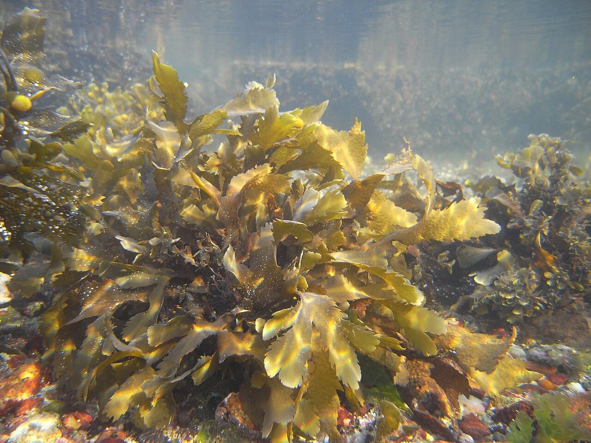 Seaweed farming is not a reliable climate solution, study finds