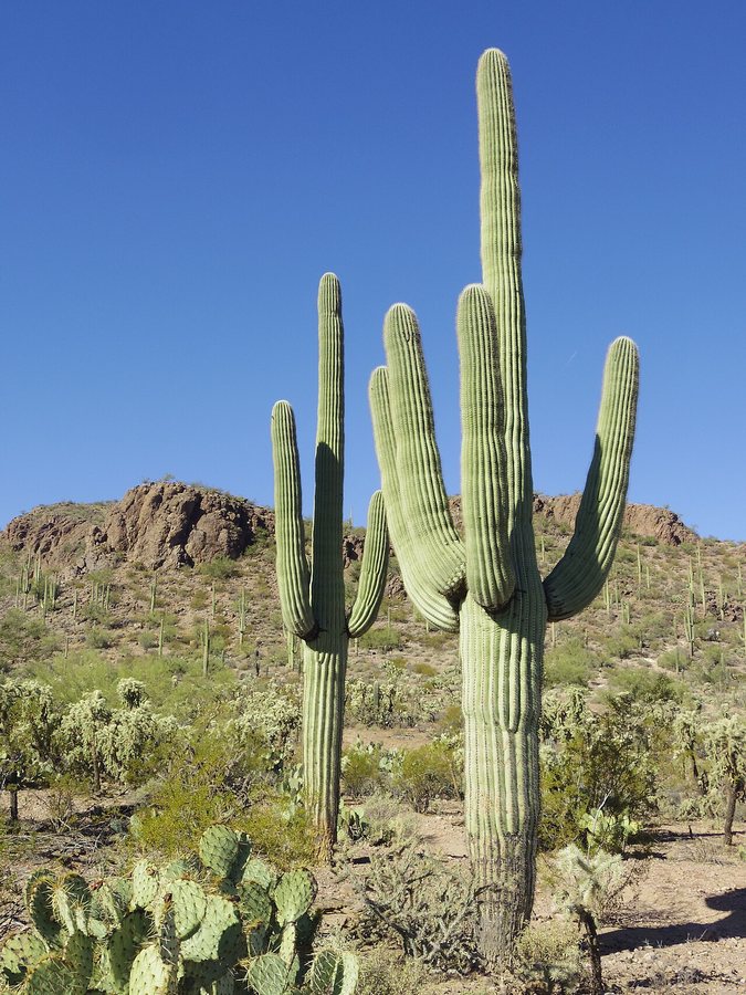 Saguaro National Park Episode Highlights Conservation of Iconic Desert Cactus